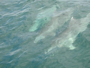 belize dolphins under water WOW