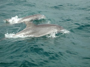 dolphins WOWWOW